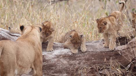 closeup of a lioness and her cubs investigating a fallen tree in mashatu game reserve, botswana