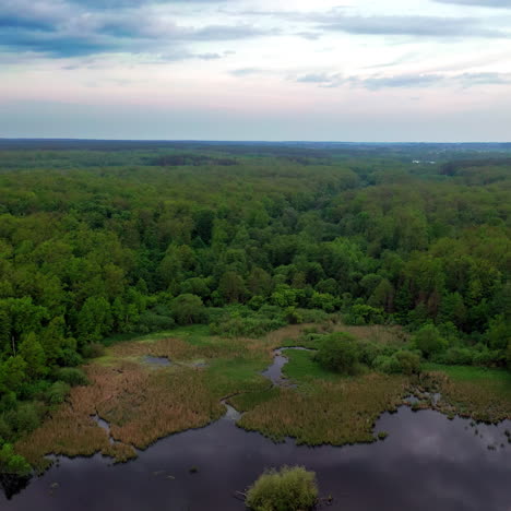 flight over the natural background of a small lake in the forest in summer. aerial view of the forest and a wetplace among the green trees. camera moves back.