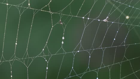 Close-up-Shot-of-Rain-Drops-on-Spider-Web-After-Storm