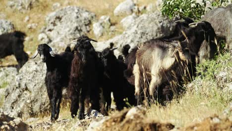 cabras pastando en la montaña rocosa