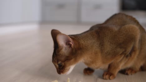 brown cat eating pet treat on a wooden floor. close up