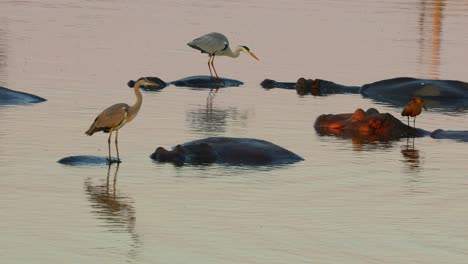 grey herons standing on submerged hippos, kruger national park, south africa