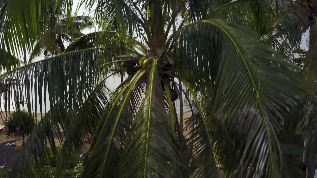 Tropical Beach Scenery with Palm Trees and Boats