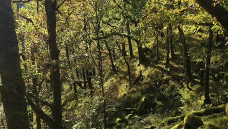 bosque de robles, selva tropical templada, drone aéreo inclinado hacia arriba, ariundle, tierras altas, escocia