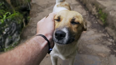 eerste persoon pov shot van zwerfhond die wat aandacht geniet, slow motion