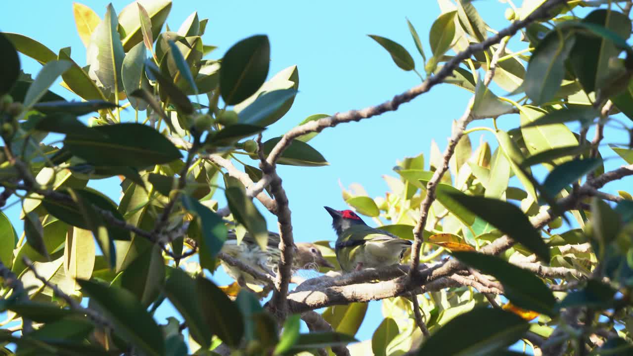 lovebird australasian figbird, sphecotheres vieilloti saltando sobre ficus rubiginosa, la higuera oxidada meciéndose en el viento en un día soleado, movimiento de mano de cerca tiro en wynnum, queensland