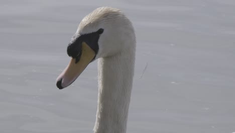 ein schwan schaut tief in die kamera