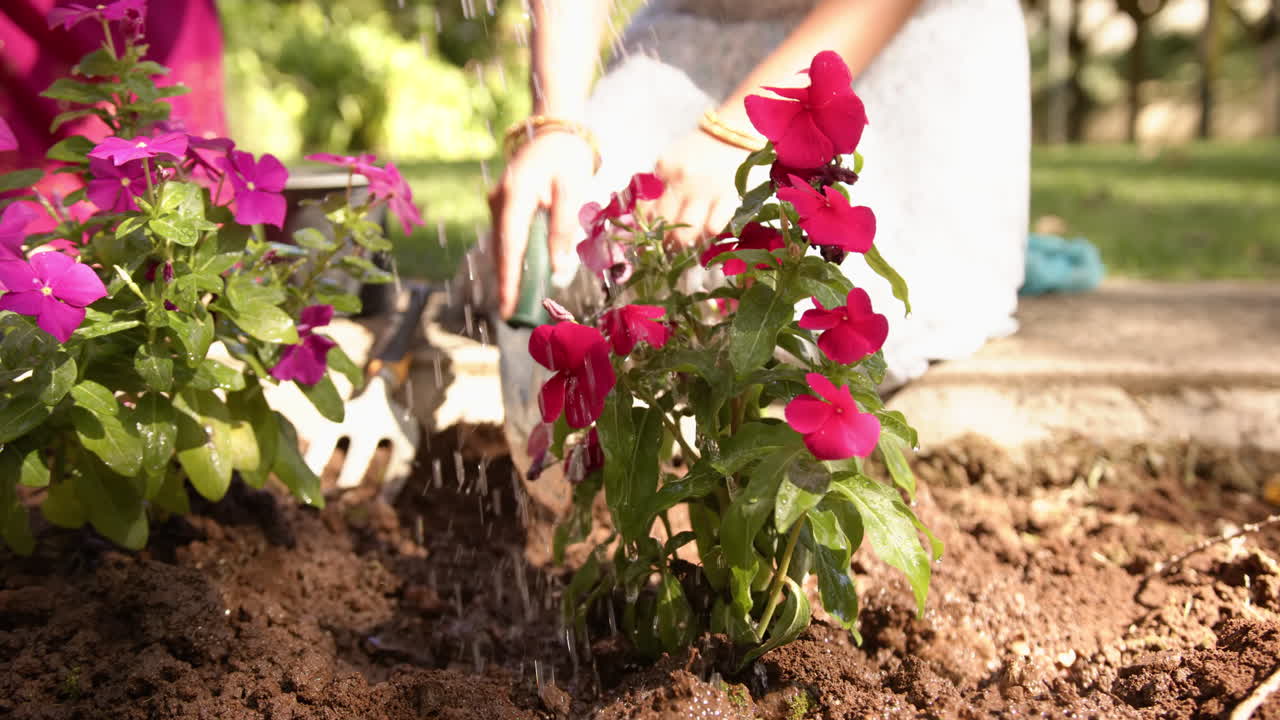 Watering vibrant pink flowers in garden, person nurturing plants outdoors