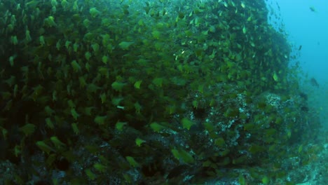 Nadando-A-Través-De-Una-Gran-Escuela-De-Peces-Amarillos