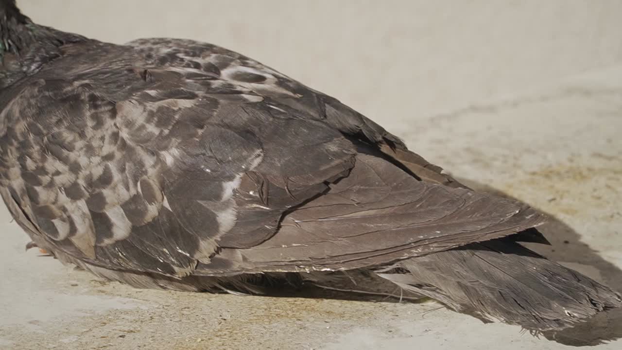 A detailed close-up of a city pigeon with vivid orange eyes and iridescent feathers, set against a soft beige wall. Ideal for nature, wildlife, urban, or documentary content