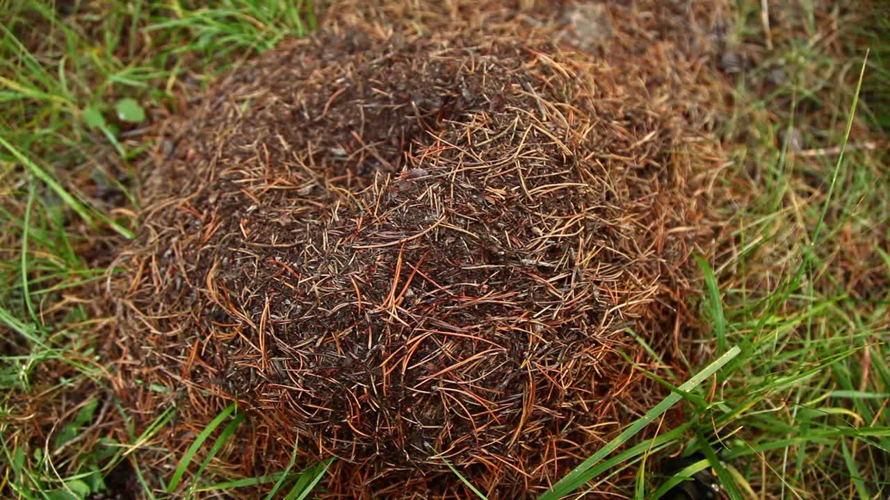 la colina de las hormigas por la noche