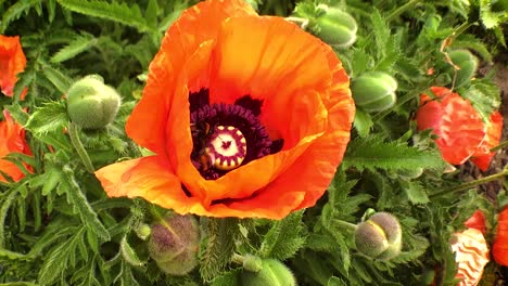 Bumblebees-collect-pollen-from-poppies-swaying-in-the-wind