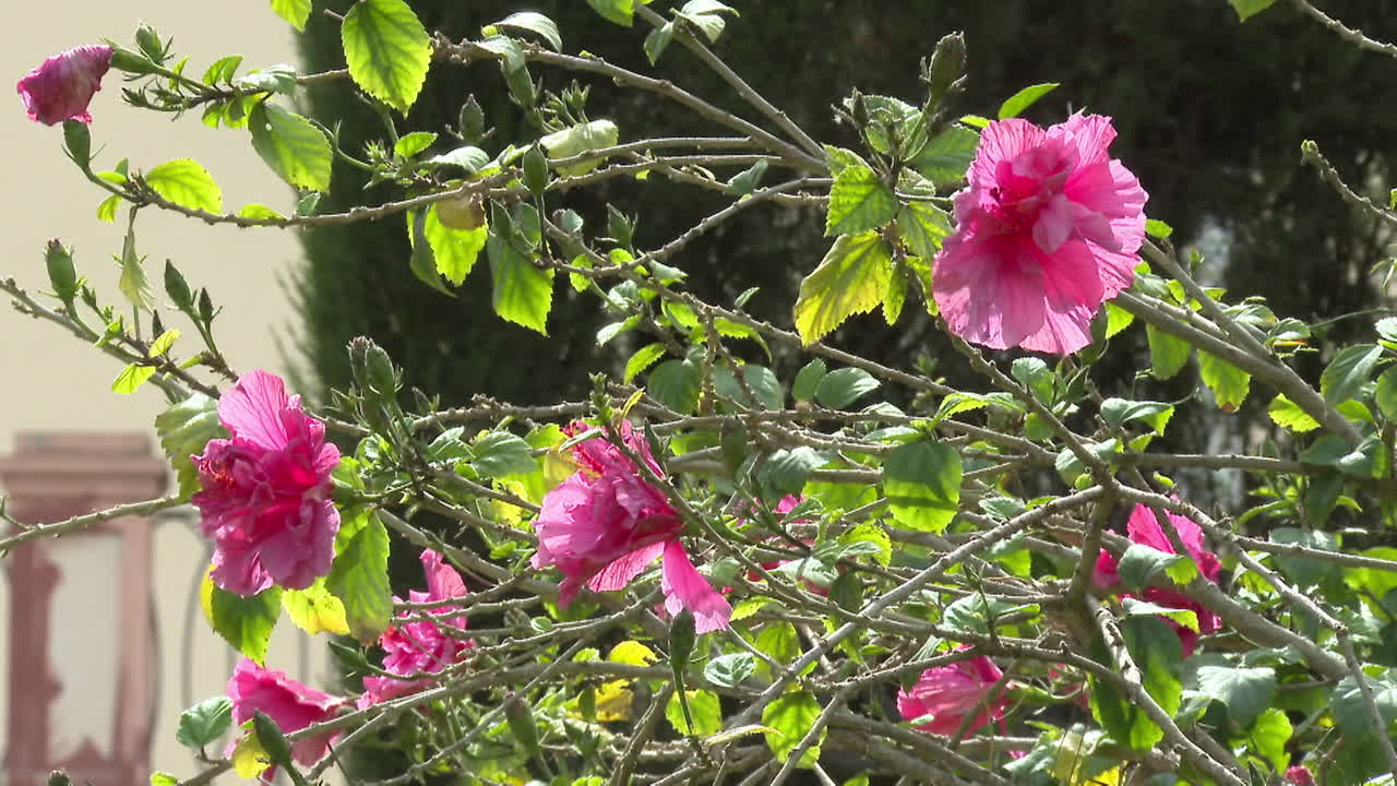flores de hibisco rosa
