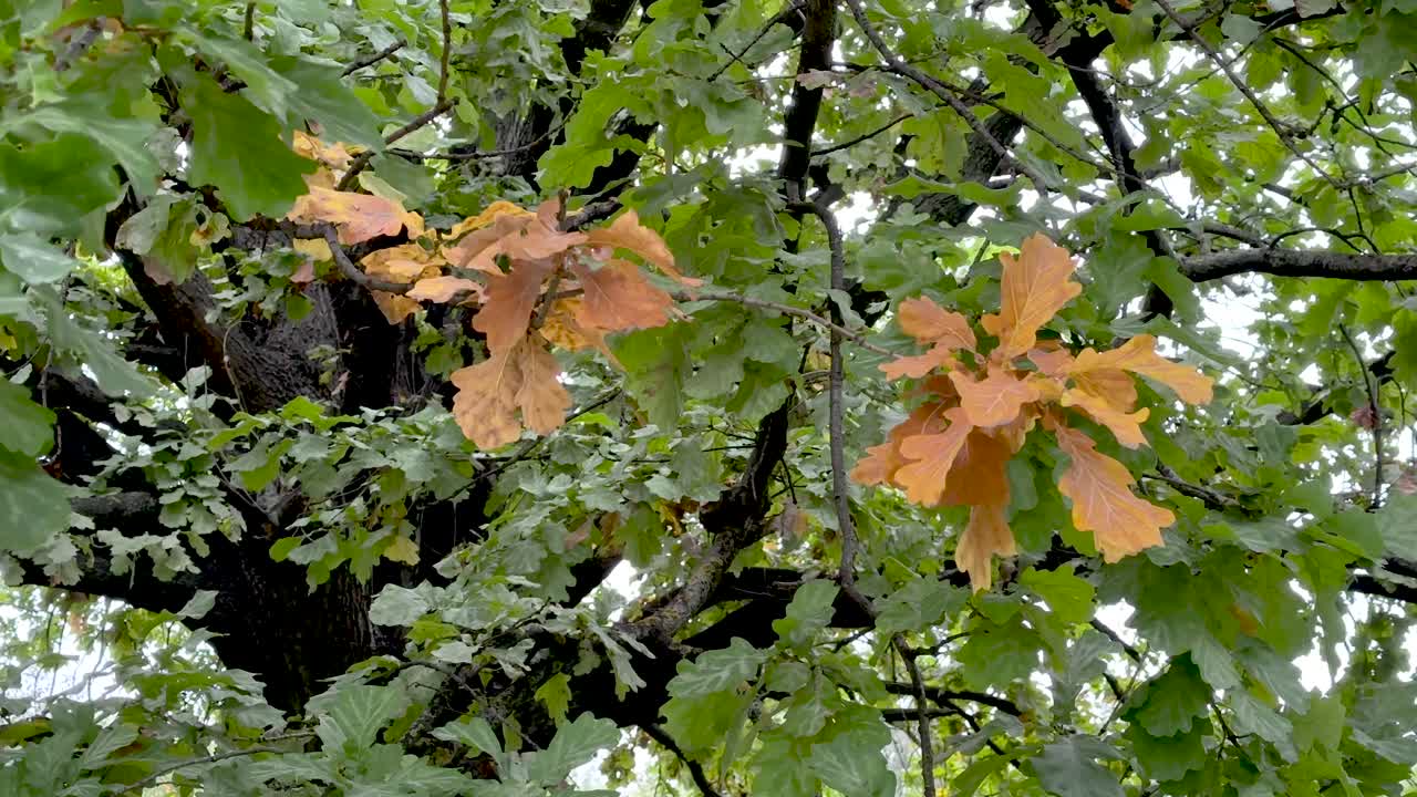 The first yellow leaves appeared on a green tree (4K60)