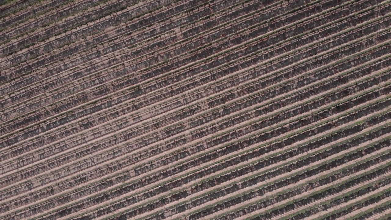 깔끔한 포도원 행에 포도 덩굴의 회전 공중 대각선 패턴