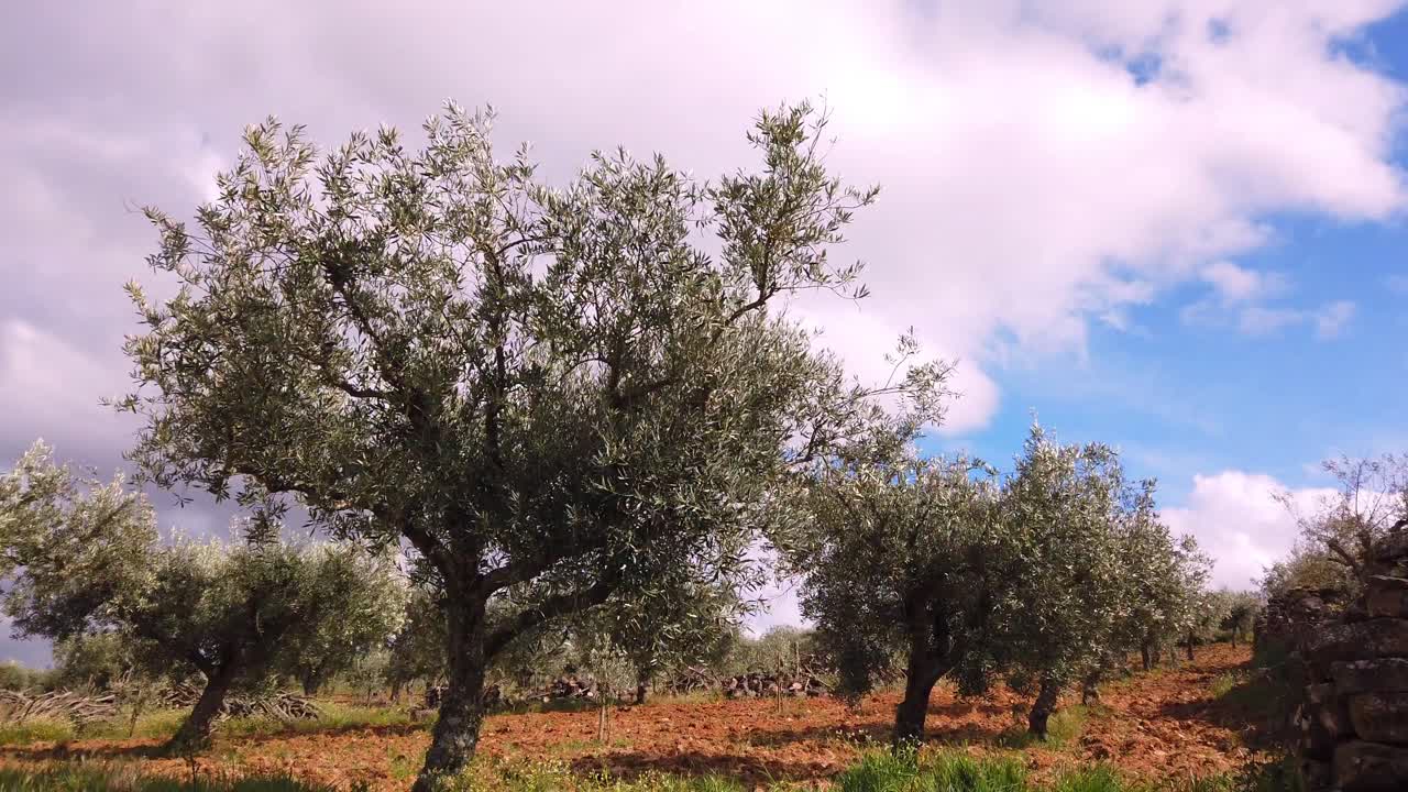 olivos maduros soplando en el viento con nubes, y el cielo azul detrás