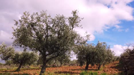 Mature-olive-trees-blowing-in-the-wind-with-cloud,-and-blue-sky-behind