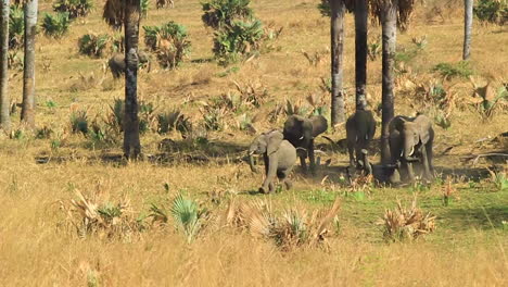 skirmish among african elephant family