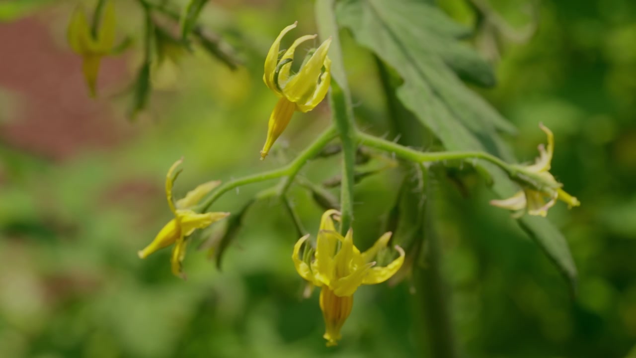 Delicate Petals Of A Tomato Flower With A Soft Bokeh Background. Close-up Shot