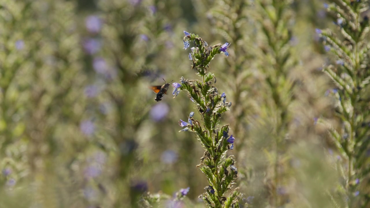 Hummingbird Hawk-Moth hovers and use proboscis to suck nectar from purple flower