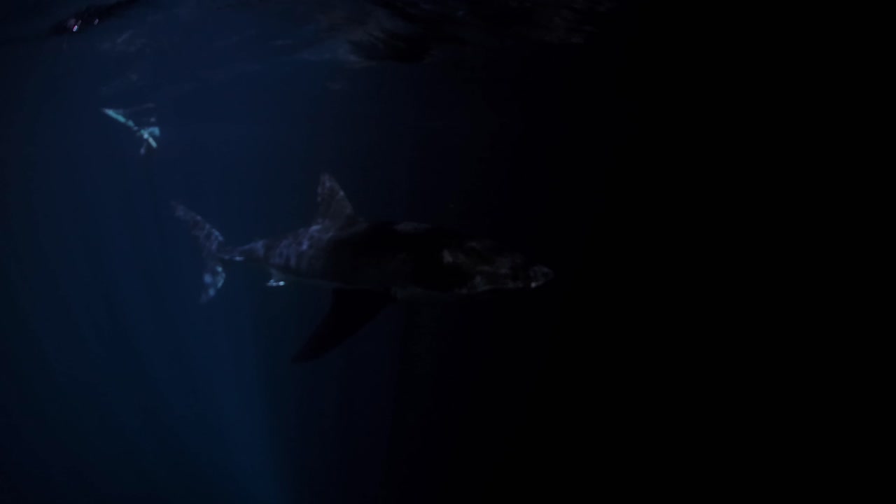 밤 해왕성 섬 사우스 오스트레일리아 4k 75fps의 백상아리