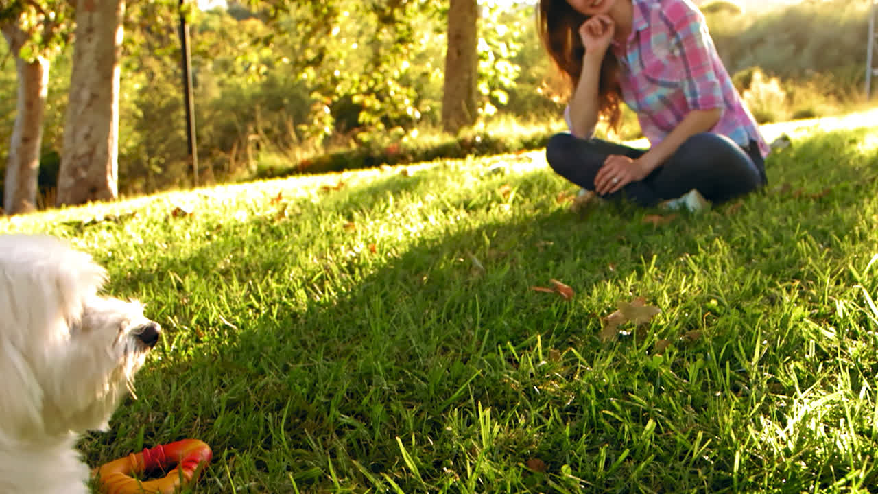bandeja izquierda de una mujer joven sonriendo a un perro peludo blanco y un juguete