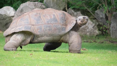 a large turtle walks across the lawn and eats grass. animals. high quality 4k footage