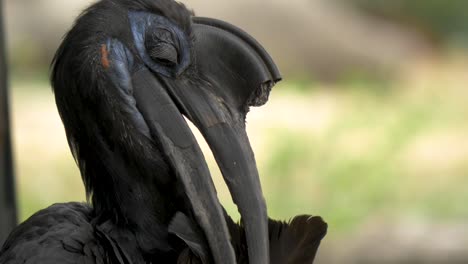 Retrato-De-Primer-Plano-De-Una-Hembra-De-Cálao-De-Tierra-Del-Norte-Acicalando-Sus-Plumas