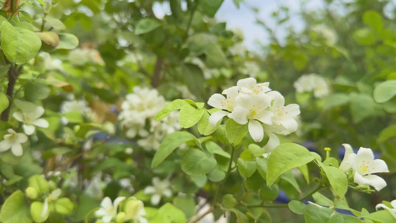 A branch of orange jasmine flower swaying gently with the wind, it's white flowers has five petals are a key feature, emitting a strong, sweet, and citrus-like scent, Orange Jasmine Murraya blooming