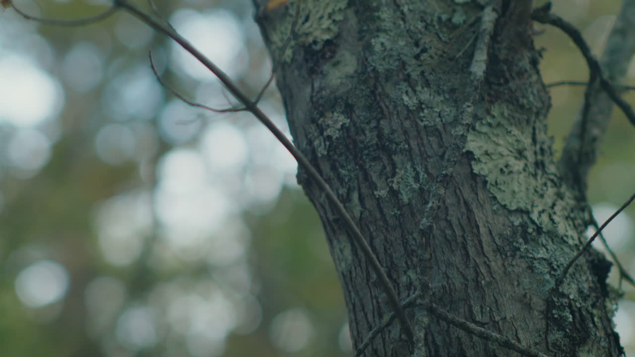 shot of a moss-covered tree, with bright sunlight filtering through the branches, creating a beautiful lens flare. The camera slowly follows the tree stem up.