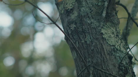 shot of a moss-covered tree, with bright sunlight filtering through the branches, creating a beautiful lens flare. the camera slowly follows the tree stem up.