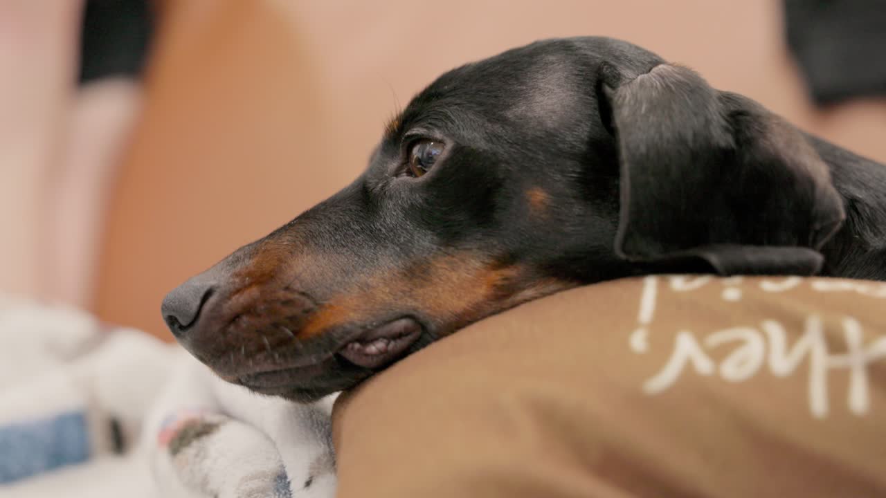 An intimate close-up shot of a black and tan Dachshund's face as it rests on a soft pillow on the couch, showcasing its gentle expression