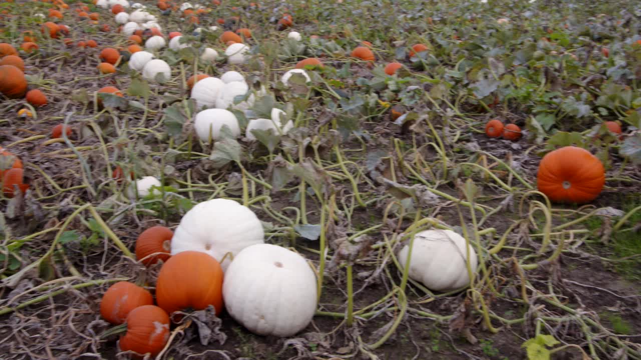 Mid Panning pan shot of a farmer&rsquo;s field with mixed coloured, pumpkins growing