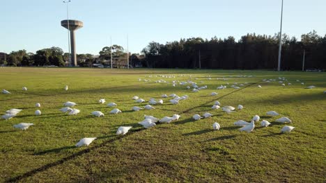 bandadas de pequeños loros australianos corella y cacatúas de cresta blanca se alimentan de hierba en un día soleado