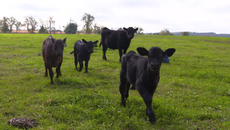 young black angus calves in a farm field walk toward the camera, slow motion