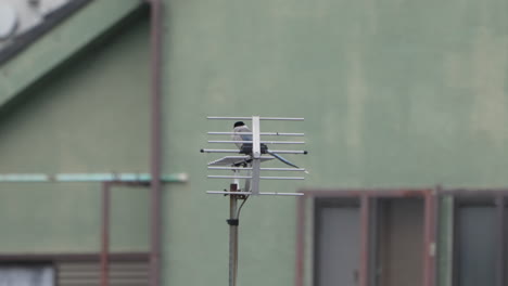 vista de la urraca alada azul posada en una antena y luego se fue volando - cerrar