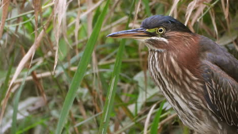 a green heron amongst the greenery at the waters edge briefly raises its crest