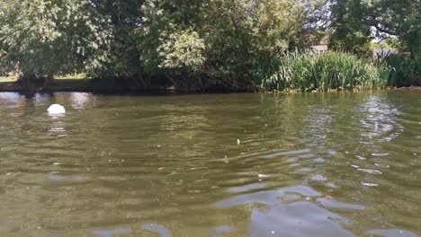 sideways-low-drone-shot-of-swans-in-the-lake-going-about-their-day,-on-the-river-thames-on-the-hottest-day-in-england-ever,-this-video-was-shot-on-the-DJI-mavic-2-pro-at-1080p-Full-HD