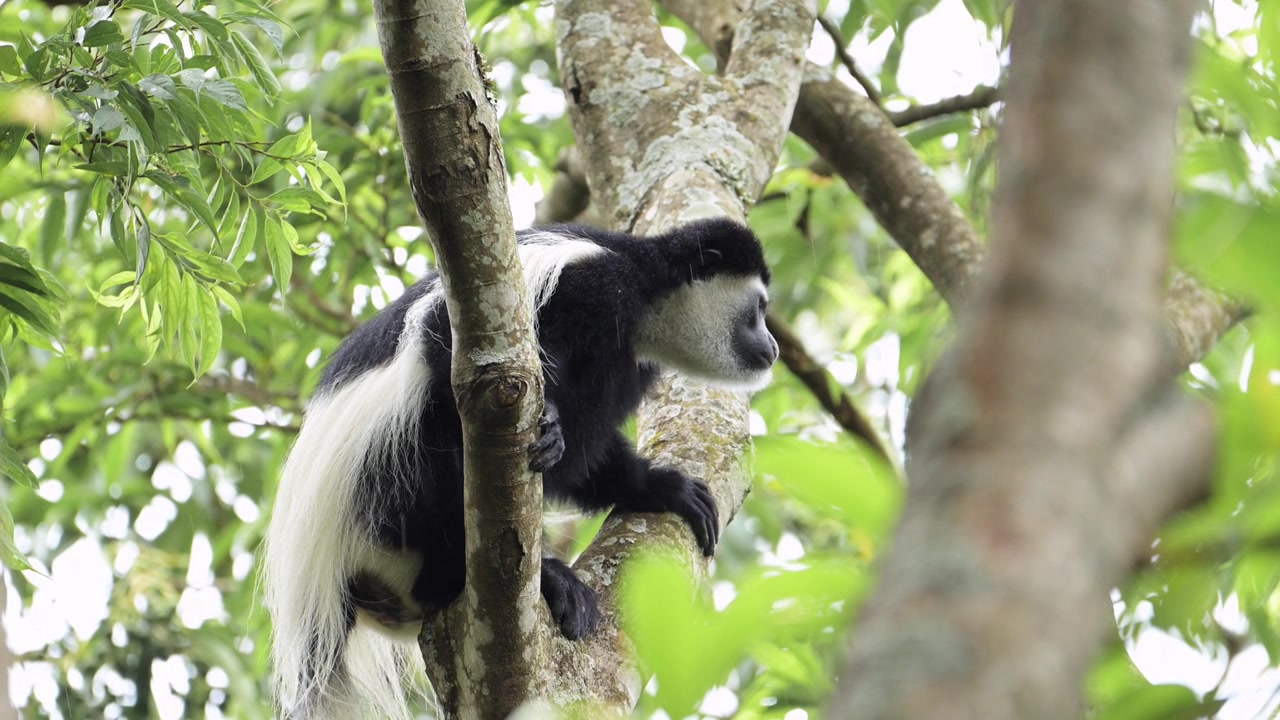Scimmia al rallentatore che si arrampica sugli alberi in una foresta in Africa, scimmie colobo bianche e nere nel Parco Nazionale del Kilimanjaro in Tanzania durante un safari faunistico africano, scimmie in alto tra i rami