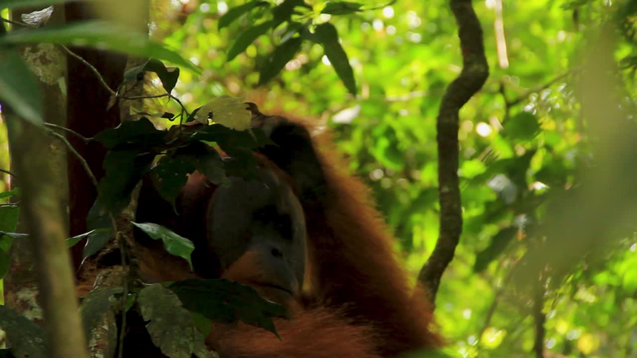 Orangutan in a Rainforest Tree