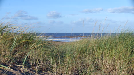 Langes-Gras-Auf-Den-Sanddünen-Am-Schnabel-Im-Vereinigten-Königreich