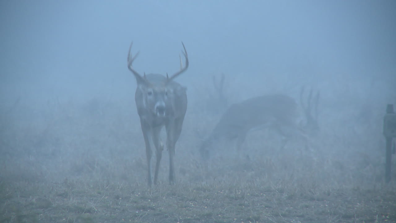 Deer in the fog
