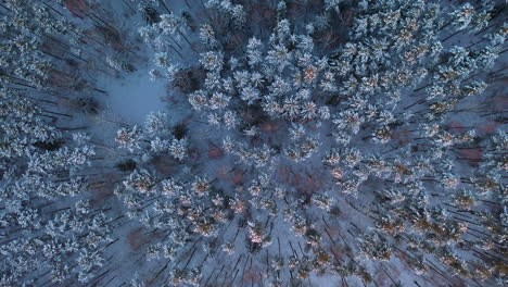 aerial: slowly revealing the majestic look of winter forest above