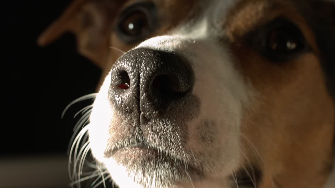 Cute Jack Russell Terrier