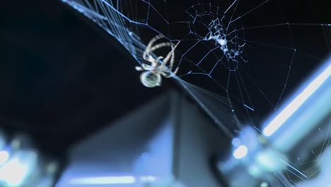 araña haciendo una telaraña en la noche