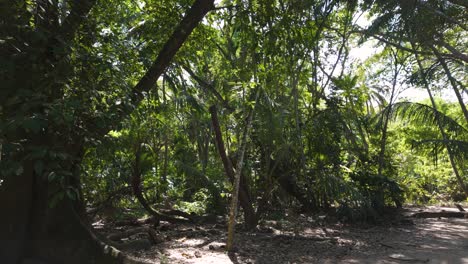 verdant understory in tayrona national park, colombia