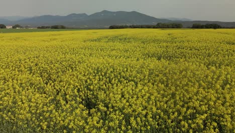 low altitude flight over a yellow colza field with a mountain in the background