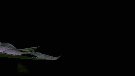 a time-lapse of this insect on a leaf deep in the dark of the jungle, katydid tettigoniidae, thailand