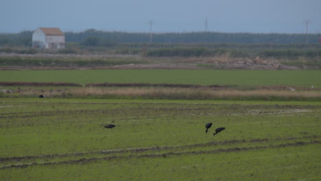 black herons in the field