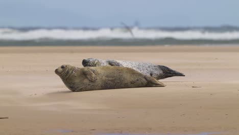 dos focas comunes dormidas tiradas en la playa en texel, países bajos, teleobjetivo, día
